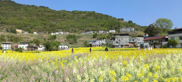 正安街道遼葉村彩色油菜。譚述田攝