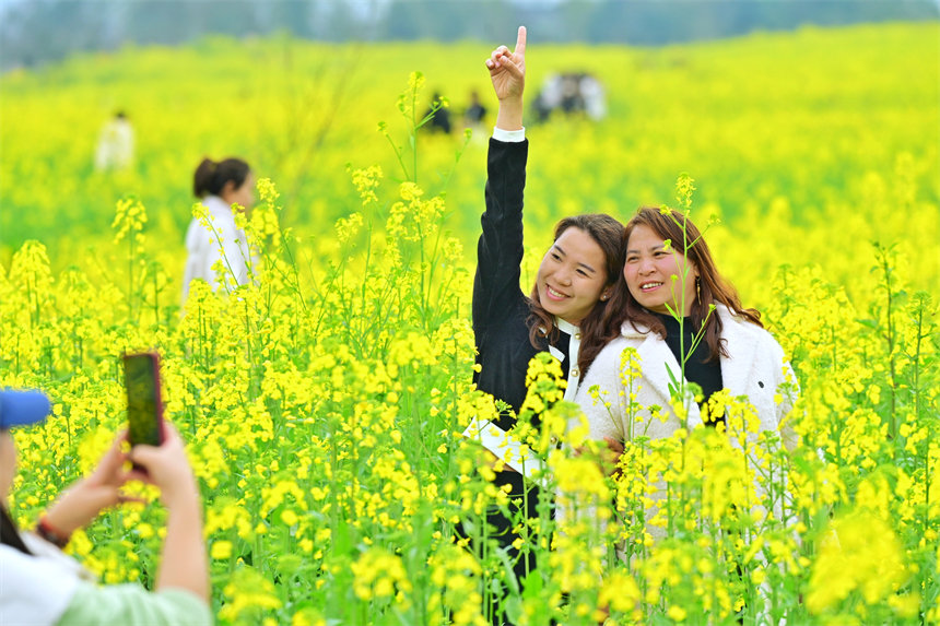 南岸区广阳岛，游客在油菜花海里拍照。郭旭摄