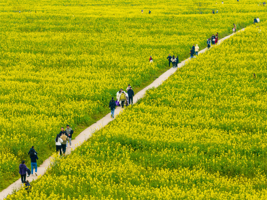 南岸區廣陽島，油菜花競相綻放，一片金黃，秀美如畫。郭旭攝