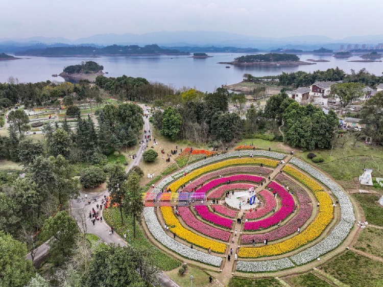 3月9日，在位于重庆市长寿区的长寿湖景区，游客在郁金香花海中赏花游玩（无人机照片）。新华社记者 唐奕 摄