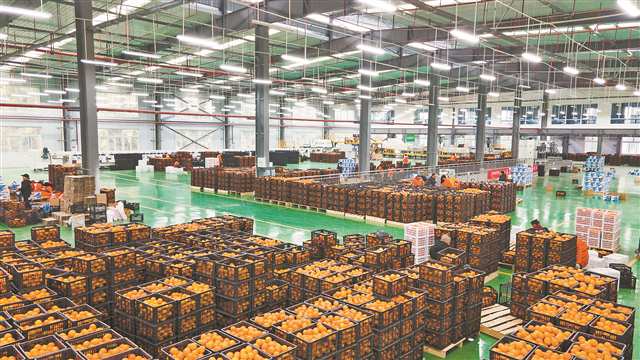 　一月十七日，秀山县洪安镇乡村振兴产业示范园，工人们正在各自岗位上抓紧作业，这些柑橘将出口到越南、孟加拉。通讯员 胡程 摄\视觉重庆