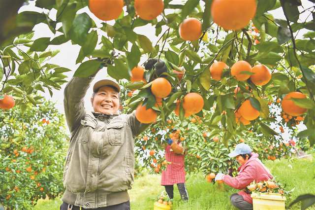 2月21日，长寿区龙河镇四坪村果园，村民正在采摘晚熟柑橘。记者 谢智强 摄/视觉重庆