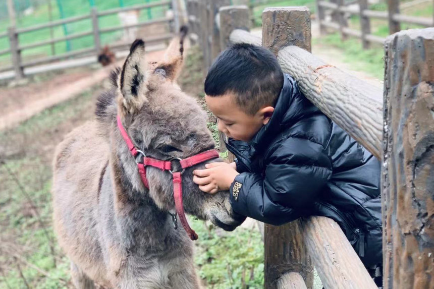 與小動物親近。朝陽幼教集團供圖