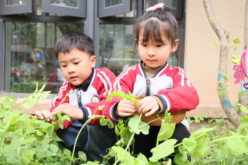 體驗摘菜的樂趣。朝陽幼教集團供圖