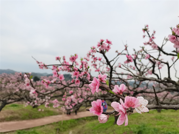 桃花朵朵开。太和镇供图