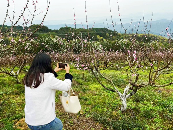 游客正在拍攝桃花。蔣海濤攝