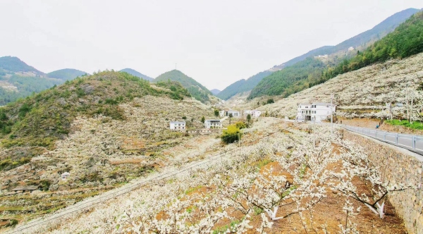 成片李花競相綻放扮靚整個山頭。巫溪縣委宣傳部供圖