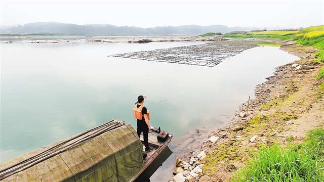 3月16日，江津石蟆镇中坝岛的人工鱼巢，作为护渔志愿者的赵良露正在巡查。