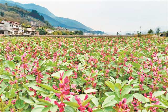 开州竹溪镇大海村成片的胡豆花开了，成为一道靓丽的风景。（受访者供图）