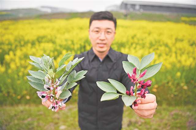 市农科院科研人员将常规胡豆花与特殊培育的胡豆花（右）进行对比。