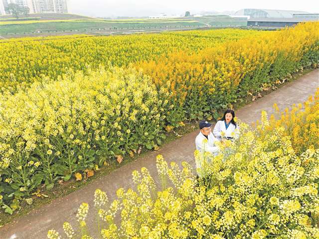 3月4日，市农科院科研人员在彩色油菜花田里收集样本信息。
