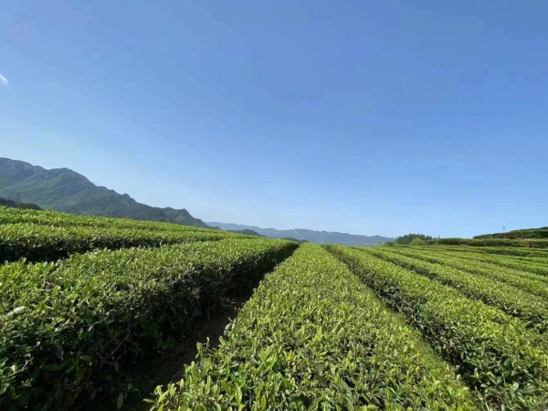 宜居贡茶。冉川摄