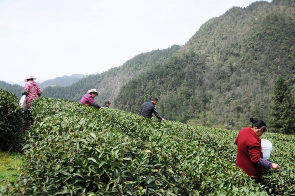 採茶現場。楊帆攝