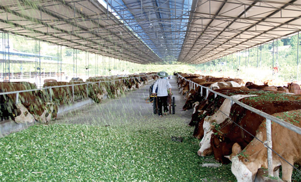 重慶農商行支持豐都肉牛養殖產業發展。重慶農商行供圖