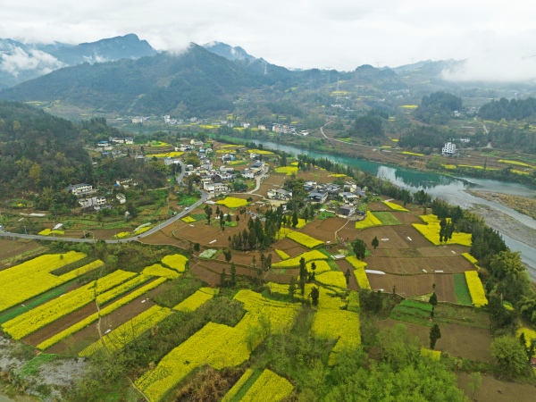 彭水县保家镇三江村的村庄、油菜花田园，在远山近水的映衬下，壮美如画。赵勇摄
