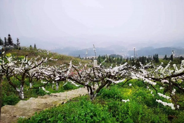 南川区兴隆镇金花村远雪农场内桃花、梨花盛开。南川区文旅委 供图