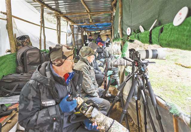 来自全国各地的摄影爱好者正在庙坝村拍摄红腹锦鸡。记者 解小溪 摄/视觉重庆