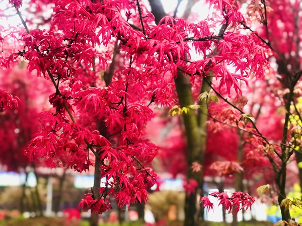 五洲園錦秀楓紅了。景區供圖