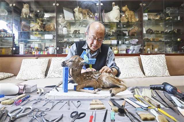 4月10日，重庆高新区虎溪街道师大苑小区，唐安科正在家里制作标本。