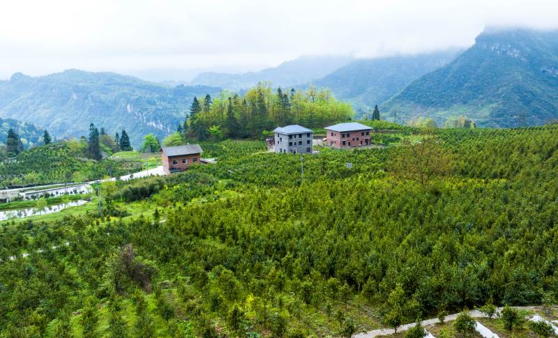 德隆镇茶树村，古树茶种植面积已超过8200亩。甘昊旻摄