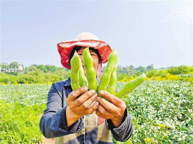 高产的大蚕豆“渝蚕5号”。记者 栗园园 摄/视觉重庆