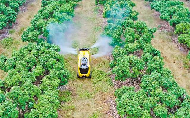 迪马股份农业机器人在果林里进行喷淋作业。（受访者供图）