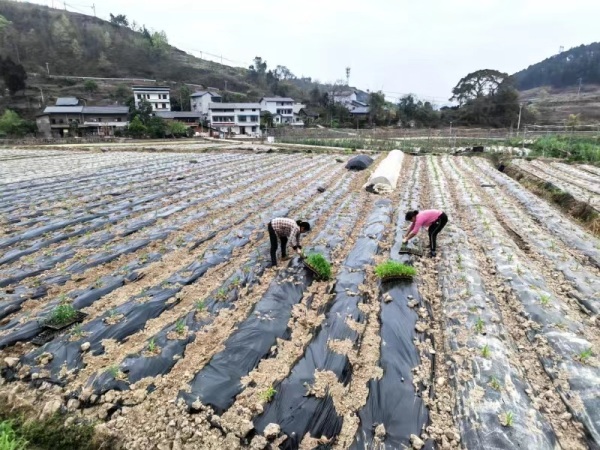 福林村福留果蔬农场内工人正在移栽玉米苗。覃宁波摄
