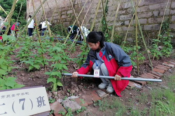 学生除草。聚奎中学供图