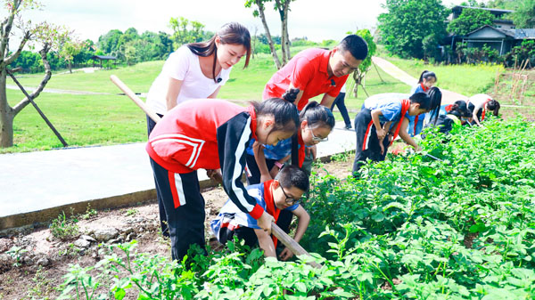 学生们挖小土豆。双福实验小学供图