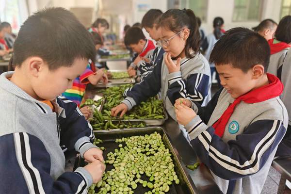 学生学习剥蚕豆。聚奎小学供图