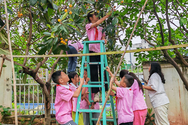 摘枇杷活动。珞璜实验小学供图