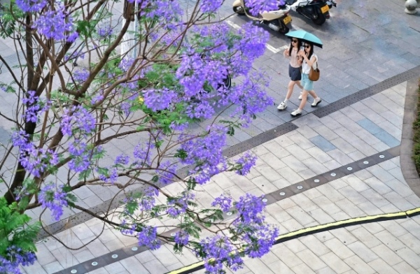 南濱路上藍花楹盛開。郭旭攝