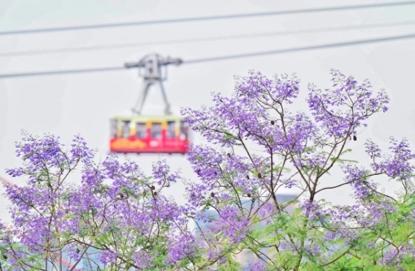 南濱路上藍花楹盛開。郭旭攝