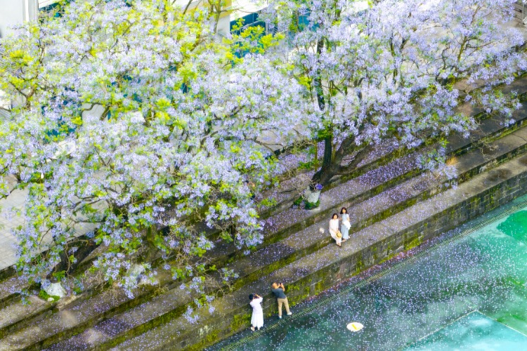 5月10日，西南大學第四運動場，市民在藍花楹下打卡拍照。記者 李雨恆 攝