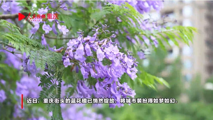 重慶街頭藍花楹盛放