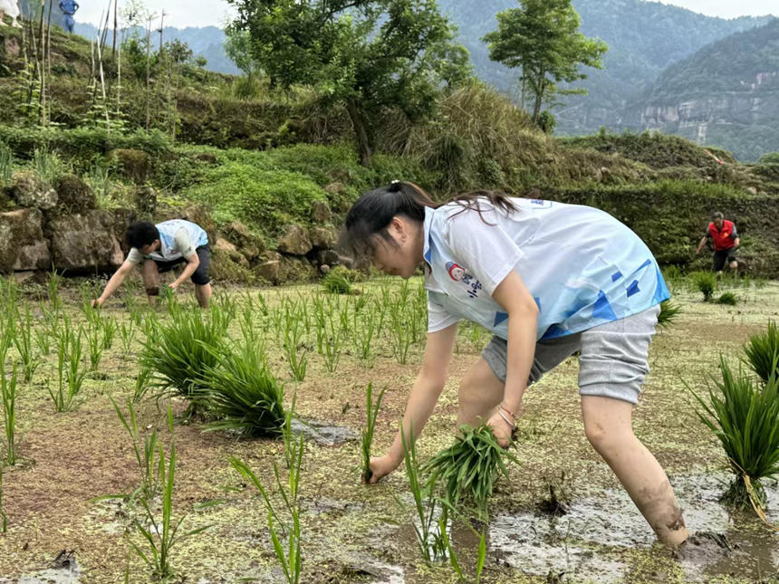 青年志愿者们正在田间劳作。共青团綦江区委供图