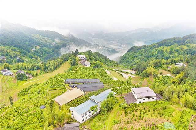 4月29日，开州区温泉镇乐园村崖柏繁育科研基地，人工繁育回归野外的崖柏在群山中生长。