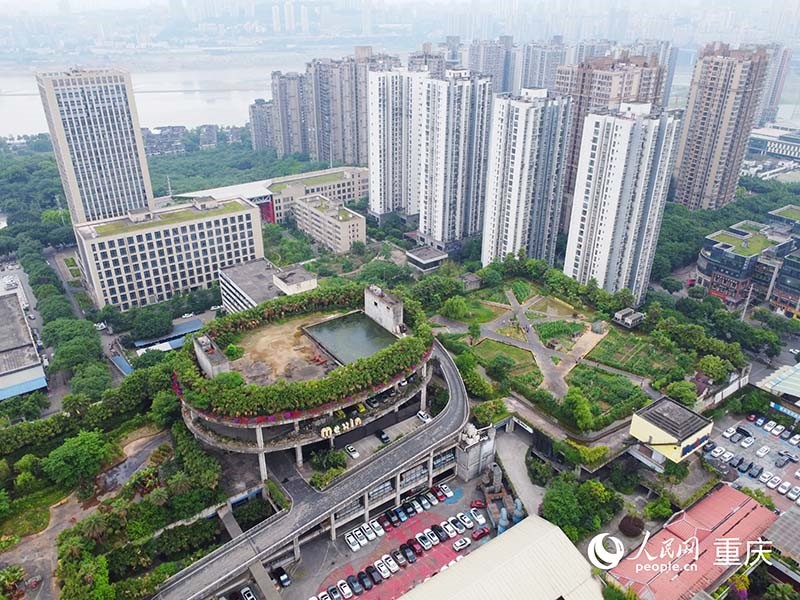 “楼顶农场”掩映在城市高楼中，成为一道独特的风景。 人民网记者 刘祎摄