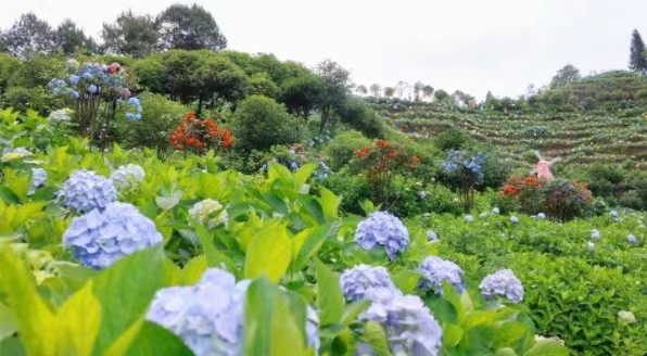 石龍鎮繡球花盛開。劉紀湄攝