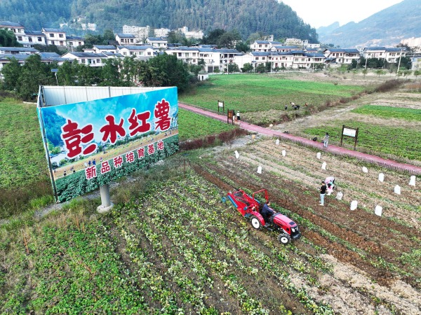 彭水紅薯新品種培育基地。彭水縣委宣傳部供圖