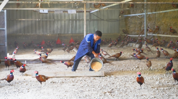 石泽松正在给七彩山鸡喂食。巫山融媒体中心供图
