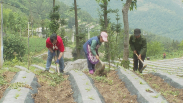 张碧和公婆一处在田间劳作。巫山县委宣传部供图
