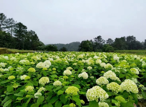 石朝門村成片的繡球花。馬武鎮供圖