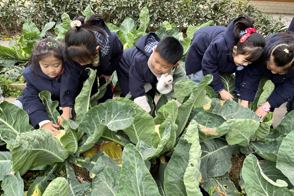 东小采摘节小学生们带领幼儿认识、采摘蔬菜。东城小学供图