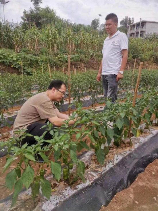 李德强调研老鹰茶套种辣椒项目。重庆市农投集团供图