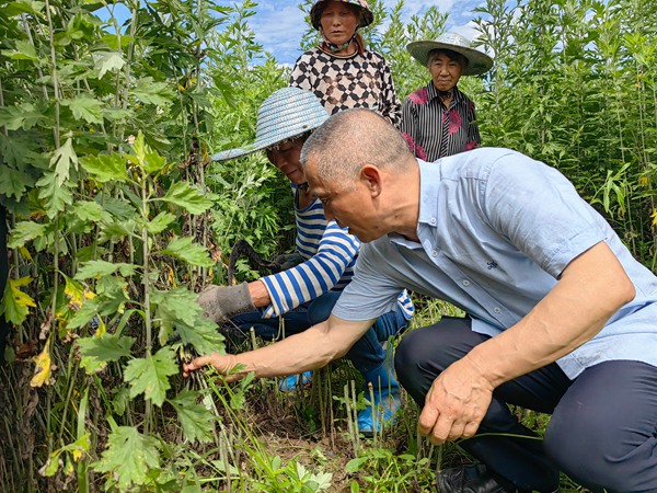 课题组专家指导村民采割。张源摄