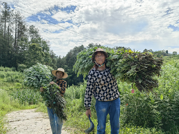 采收现场。张源摄