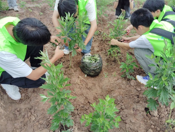 学生在农场采摘艾叶。重庆理工大学供图