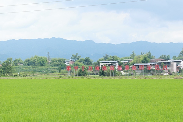 位於梁平區星橋鎮兩路村的高標准農田示范基地。向詩佳攝