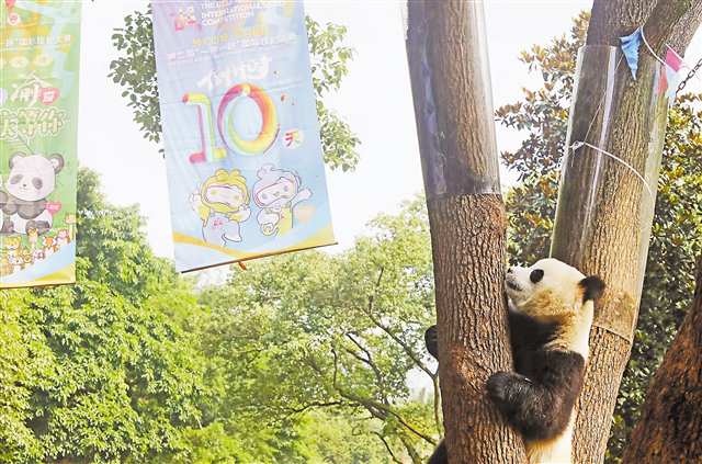 6月14日，在重慶動物園，大熊貓“渝可”“渝愛”的棲息地挂起第二屆“一帶一路”國際技能大賽標識。記者 羅斌 攝/視覺重慶